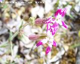 Colleja colorada - Silene colorata. Pitillos. Valdepeas