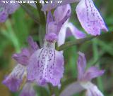 Satirin real - Dactylorhiza elata. Segura