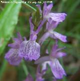 Satirin real - Dactylorhiza elata. Segura