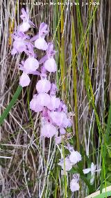 Satiri�n real - Dactylorhiza elata. R�o Aguasmulas - Santiago Pontones