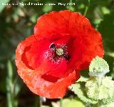 Amapola cornuda - Glaucium corniculatum. Los Caones - Jan