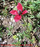 Amapola cornuda - Glaucium corniculatum. Jan