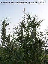 Caa - Arundo donax. Navas de San Juan