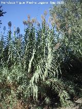 Caa - Arundo donax. Puente de la Sierra - Jan