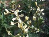 Oruga - Eruca vesicaria. Cerro Montaes - Jan