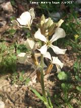 Oruga - Eruca vesicaria. Cerro Montaes - Jan