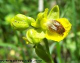 Orqudea amarilla - Ophrys lutea. Jan