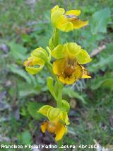 Orqudea amarilla - Ophrys lutea. Jan