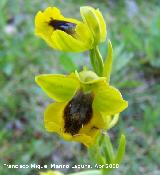 Orqudea amarilla - Ophrys lutea. Jan