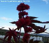 Ricino - Ricinus communis. Navas de San Juan