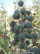 Ricino - Ricinus communis. Laguna Torreguadiaro - San Roque