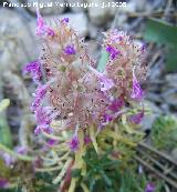 Coris - Coris monspeliensis. Segura