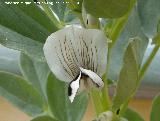 Haba - Vicia faba. Los Villares