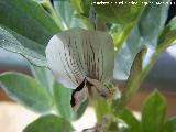 Haba - Vicia faba. Los Villares