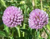 Trbol de prado - Trifolium pratense. La Beata - Valdepeas