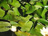 Nenfar Blanco - Nymphaea alba. Alhambra - Granada