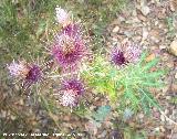 Cardo prieto - Ptilostemon hispanicus. Segura