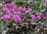 Centaurea menor - Centaurium erythraea. Segura