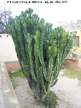 Cactus candelabro - Euphorbia candelabrum. Tabernas