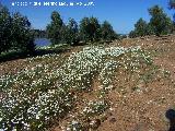 Manzanilla bastarda - Anthemis arvensis. Arquillos