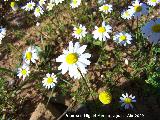 Manzanilla bastarda - Anthemis arvensis. Arquillos