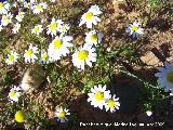 Manzanilla bastarda - Anthemis arvensis. Arquillos