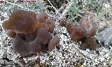 Oreja de Judas - Auricularia auricula judae. Barranco de Valdeazores - Santa Elena