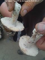 Cucumela - Amanita vaginata. La Carnicera - Castellar