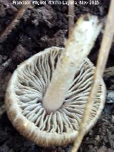 Bruja - Inocybe patouillardii. El Vaquerizo - Castellar