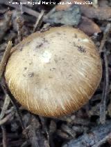 Bruja - Inocybe patouillardii. El Vaquerizo - Castellar