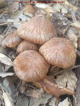 Bruja - Inocybe patouillardii. 