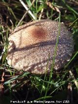 Seta de anillo - Macrolepiota phaeodisca. El Vaquerizo - Castellar