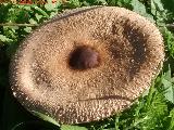 Seta de anillo - Macrolepiota phaeodisca. 