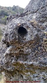 Yacimiento de Troncos fsiles del Tercero. Tronco cerca de las Casas Cueva del Tercero