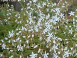 Ua de gato blanca - Sedum album. Los Villares