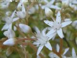 Ua de gato blanca - Sedum album. Los Villares