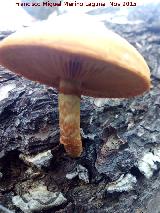 Foliota luminosa - Pholiota lucifera. El Vaquerizo - Castellar