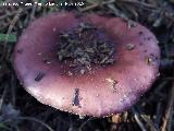 Rsula vesca - Russula vesca. El Vaquerizo - Castellar