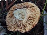 Rsula vesca - Russula vesca. El Vaquerizo - Castellar