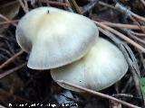 Tricoloma saponceo - Tricholoma saponaceum. El Vaquerizo - Castellar