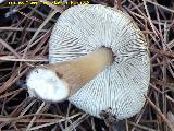 Tricoloma saponceo - Tricholoma saponaceum. El Vaquerizo - Castellar