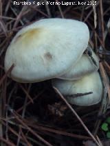 Tricoloma saponceo - Tricholoma saponaceum. El Vaquerizo - Castellar