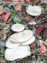 Falsa molinera - Clitocybe dealbata. La Zagrilla Baja - Priego de Crdoba