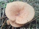 Platera menor - Clitocybe gibba. El Vaquerizo - Castellar