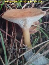 Platera menor - Clitocybe gibba. El Vaquerizo - Castellar