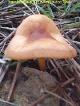 Falsa senderuela - Collybia dryophila. El Vaquerizo - Castellar