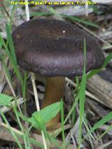 Entoloma caesiocinctum - Entoloma caesiocinctum. Zagrilla Baja - Priego de Crdoba