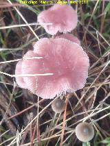 Micena rosa - Mycena pura. 