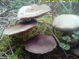 Micena rosa - Mycena pura. El Vaquerizo - Castellar