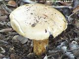 Seta de los Caballeros - Tricholoma equestre. Zagrilla Baja - Priego de Crdoba